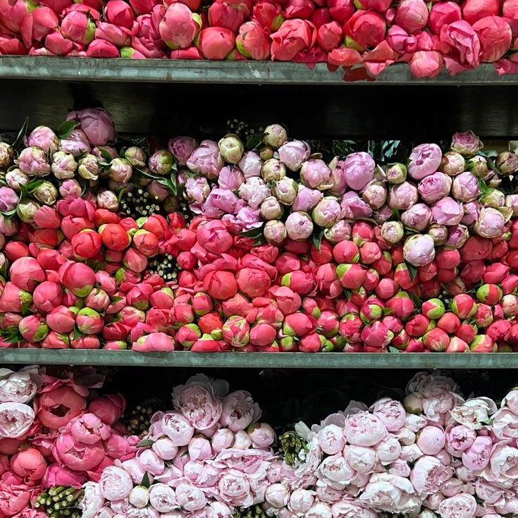 roses