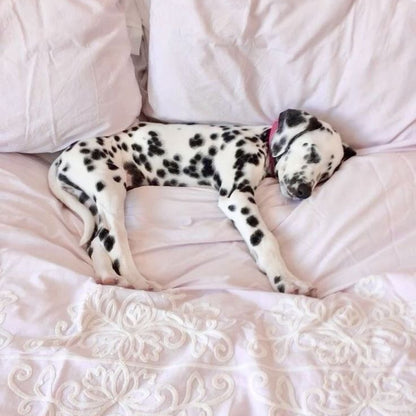 dalmatian cutie