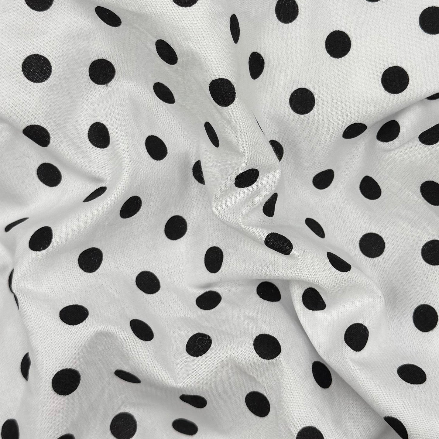dalmatian cutie
