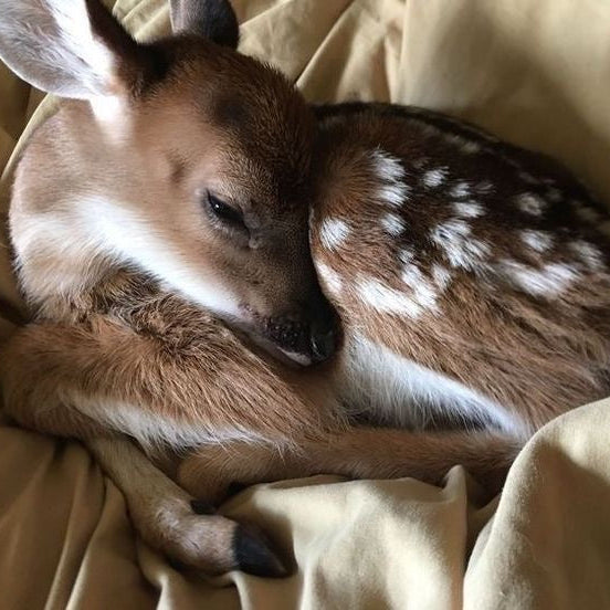 oh my deer