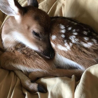 oh my deer