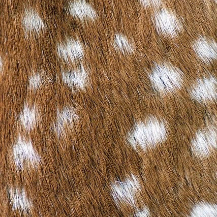 oh my deer